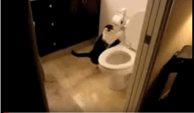 Gato que tira de la cisterna