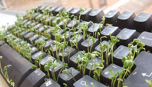 teclado-plantacion